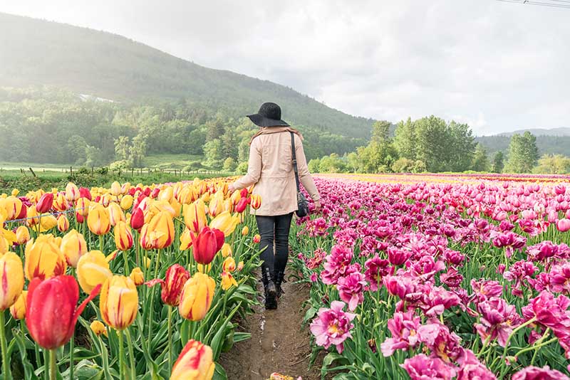 cô gái giữa cánh đồng hoa tulip