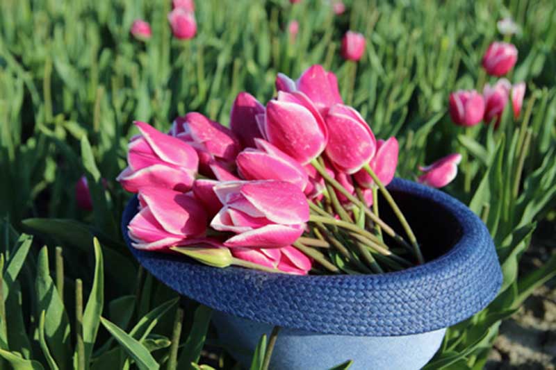 giỏ hoa tulip đẹp
