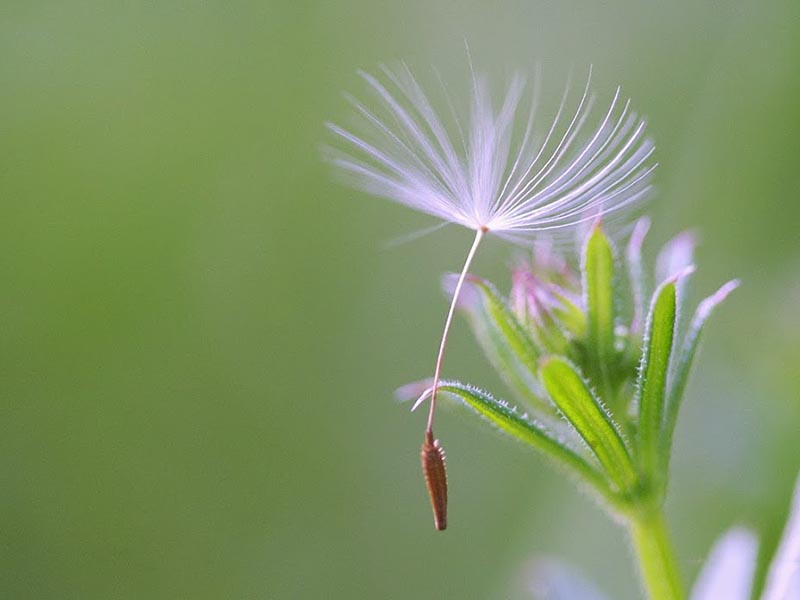 hạt giống hoa bồ công anh