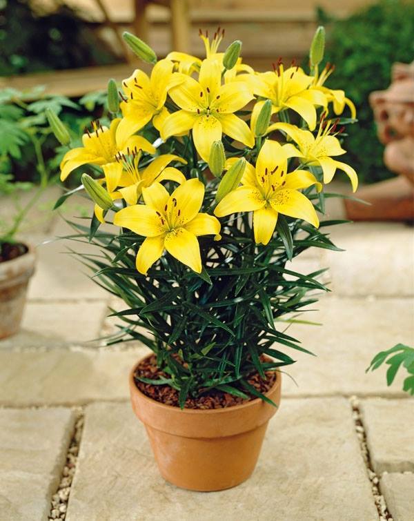 hình ảnh chậu hoa ly vàng đẹp nhất