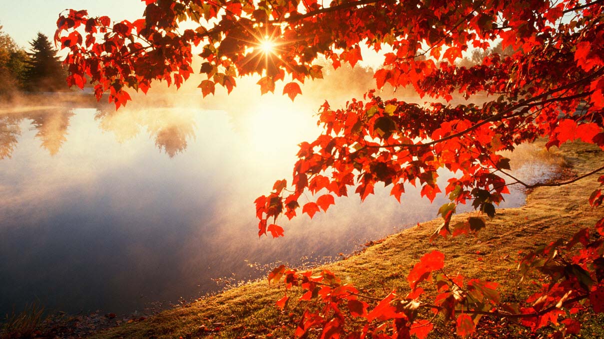 hình ảnh đẹp mùa thu lá đổ