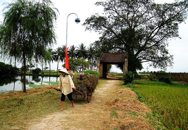 hình ảnh gặt lúa ở làng quê