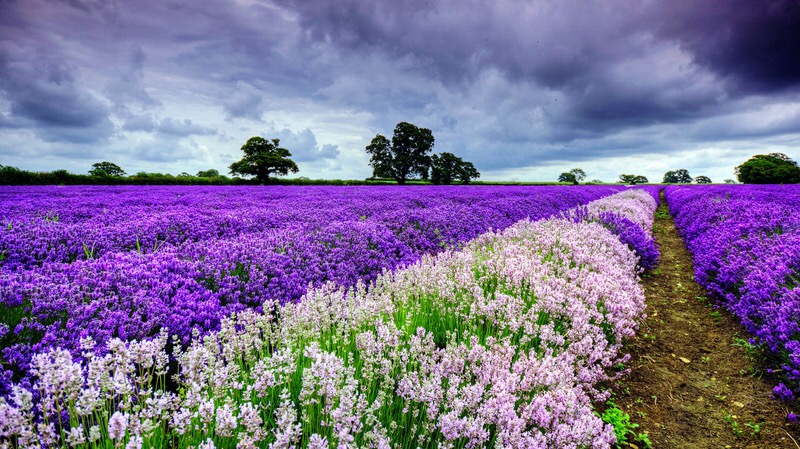 39 Hình Ảnh Hoa Oải Hương Lavender Đẹp Nhất  Siêu Lãng Mạn  Purple  garden Lavender garden Beautiful gardens