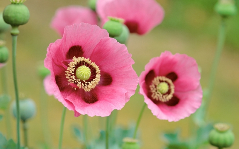 Hoa Anh Túc: Lượm nhặt những bông hoa Anh Túc thơm ngát và tràn đầy sức sống. Đến với hình ảnh này, bạn sẽ được chứng kiến cảnh sắc tuyệt vời của loài hoa này.