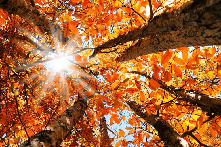 Entdecken Sie die 97 schönsten romantischen Herbstbilder thtantai2eduvn