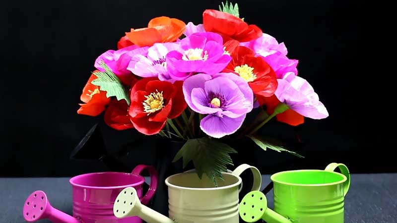 hình ảnh trồng hoa anh túc