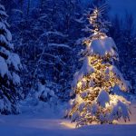 hình cây thông noel ngoài trời