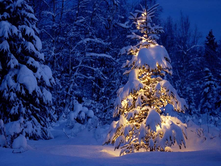 Top 12 hình ảnh cây thông Noel đẹp nhất tải về Miễn Phí  Ngọc Hoàng Blog