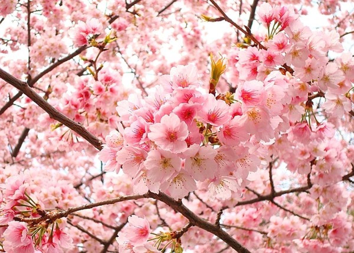 Thưởng thức vẻ đẹp quyến rũ của hoa anh đào Nhật Bản trong hình ảnh đầy mơ mộng và lãng mạn. Cùng chiêm ngưỡng thuở hoa nở rực rỡ của đất nước phong cảnh này.