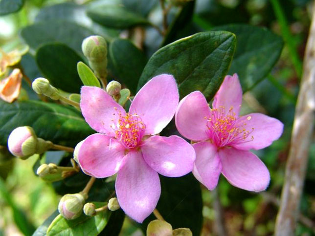 hình hoa anh thảo đẹp quyến rủ