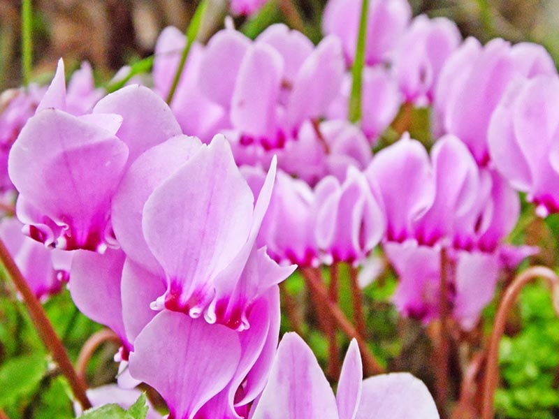 hình hoa anh thảo đẹp