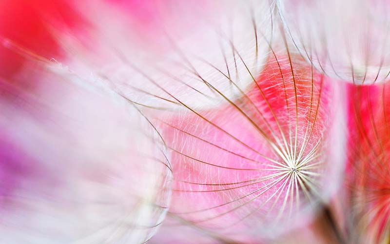 hình hoa bồ công anh lãng mạn nhất