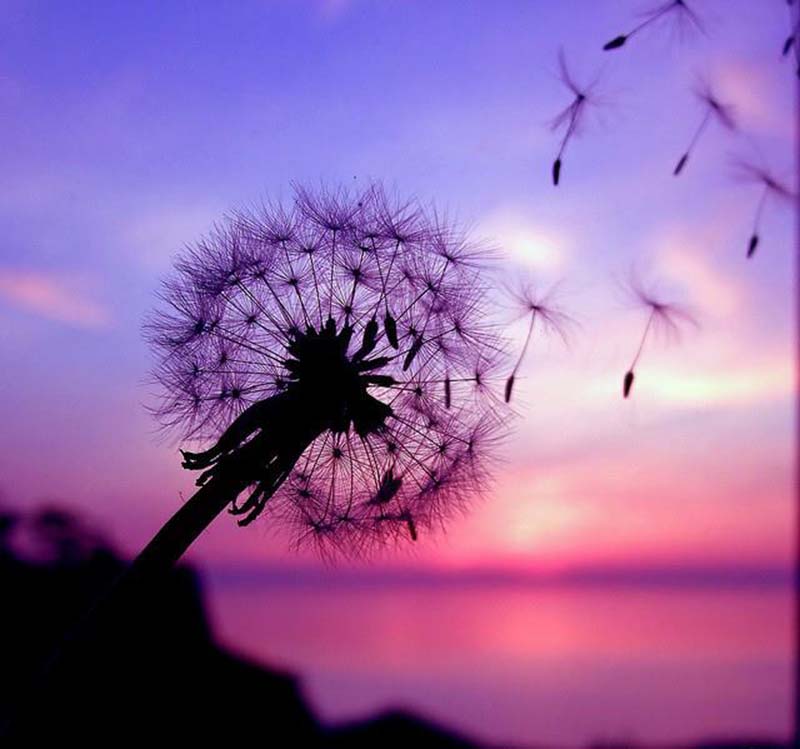hình hoa bồ công anh về đêm