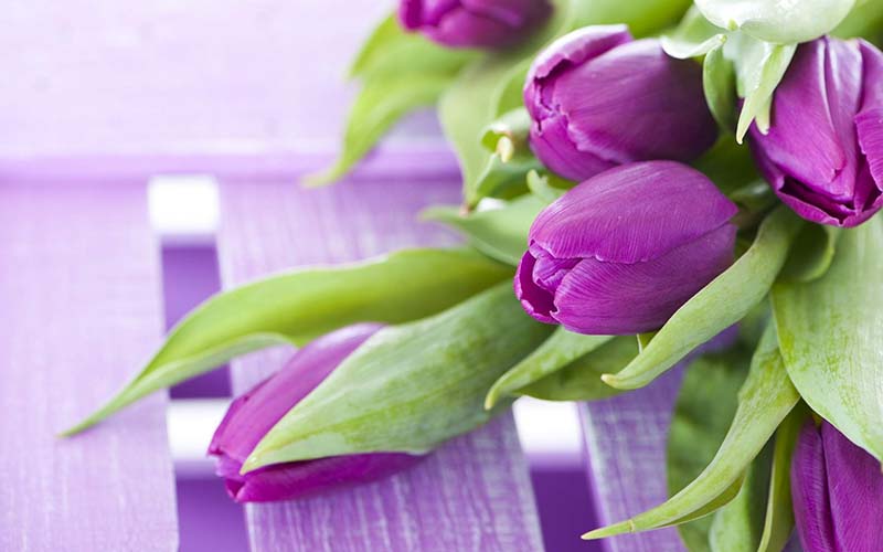 hình hoa tulip cho lễ hội