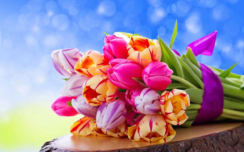 hình hoa tulip đẹp cho máy tính
