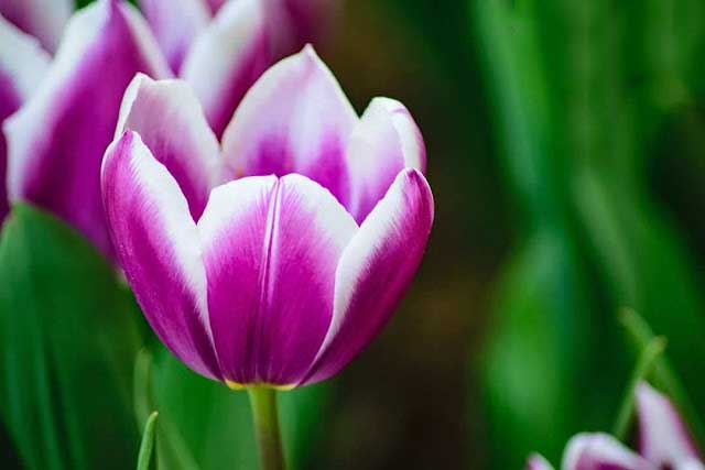 hình hoa tulip đẹp nhất