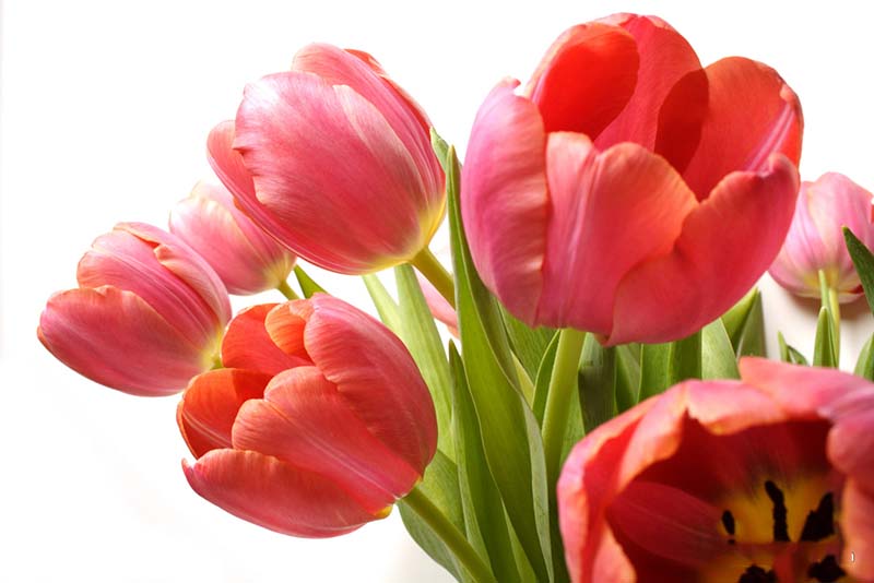 hình hoa tulip đỏ