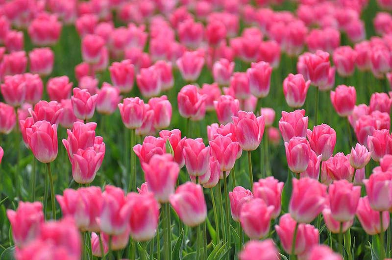 hình hoa tulip mang màu sắc ngọt ngào