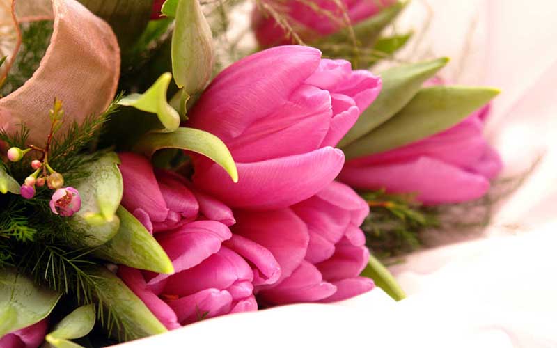hình hoa tulip màu hồng đẹp nhất