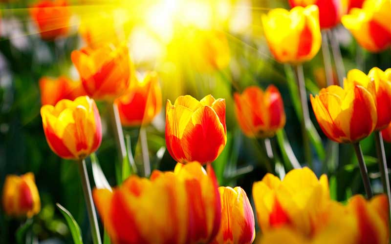 hình hoa tulip màu vàng
