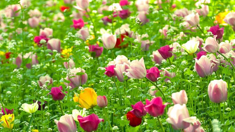 500000 ảnh đẹp nhất về Hoa Tulip Màu Hồng  Tải xuống miễn phí 100  Ảnh  có sẵn của Pexels