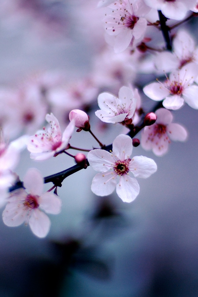 Tổng hợp 300 ảnh hoa đào hoa anh đào đẹp full HD miễn phí  BlogAnChoi