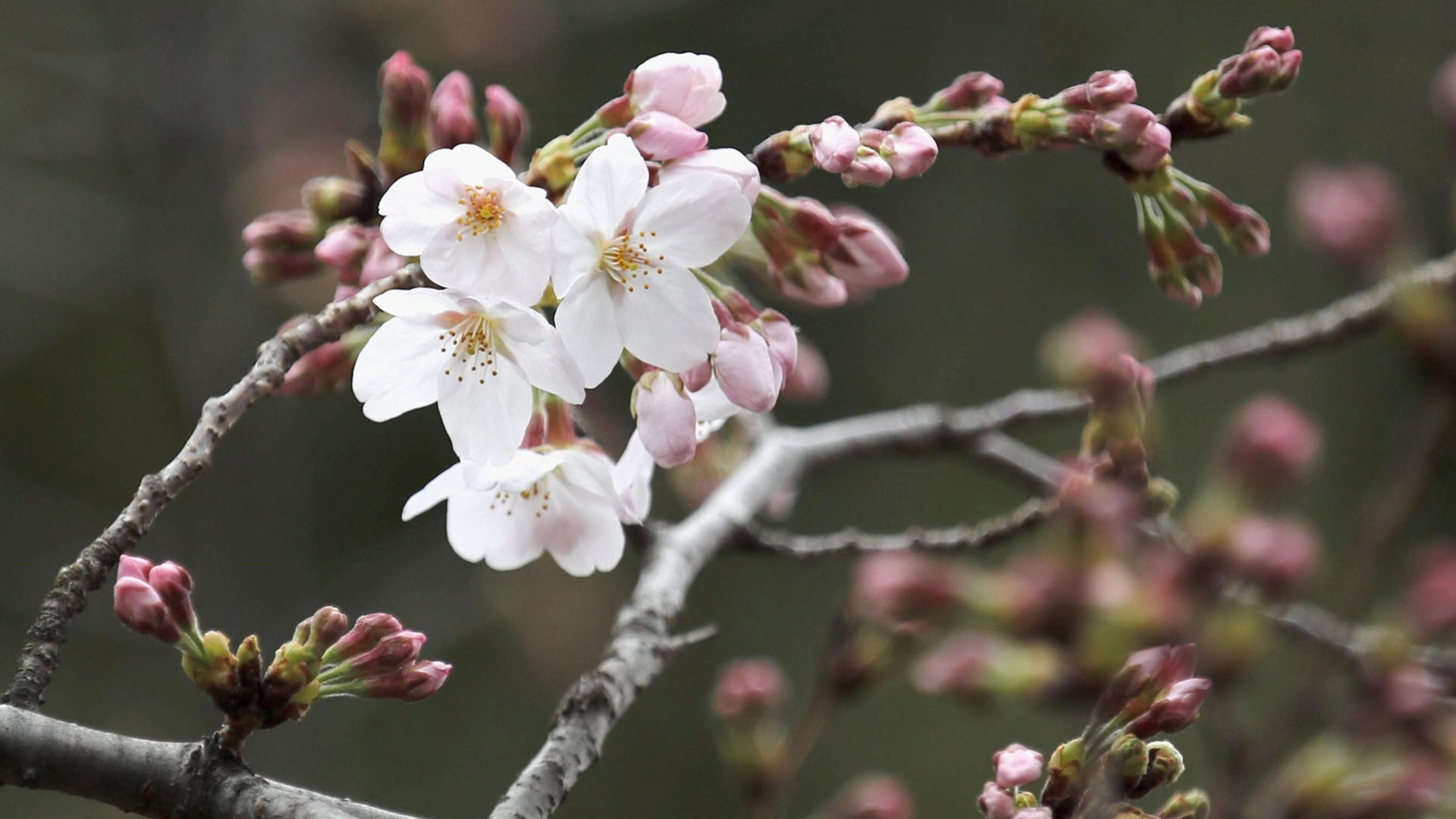 HOT Top 77 hình nền hoa đào đẹp nhất cho năm mới may mắn  Ảnh Cười Việt