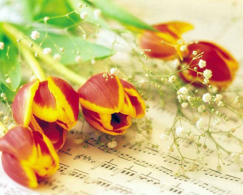hình nền hoa tulip cho máy tính
