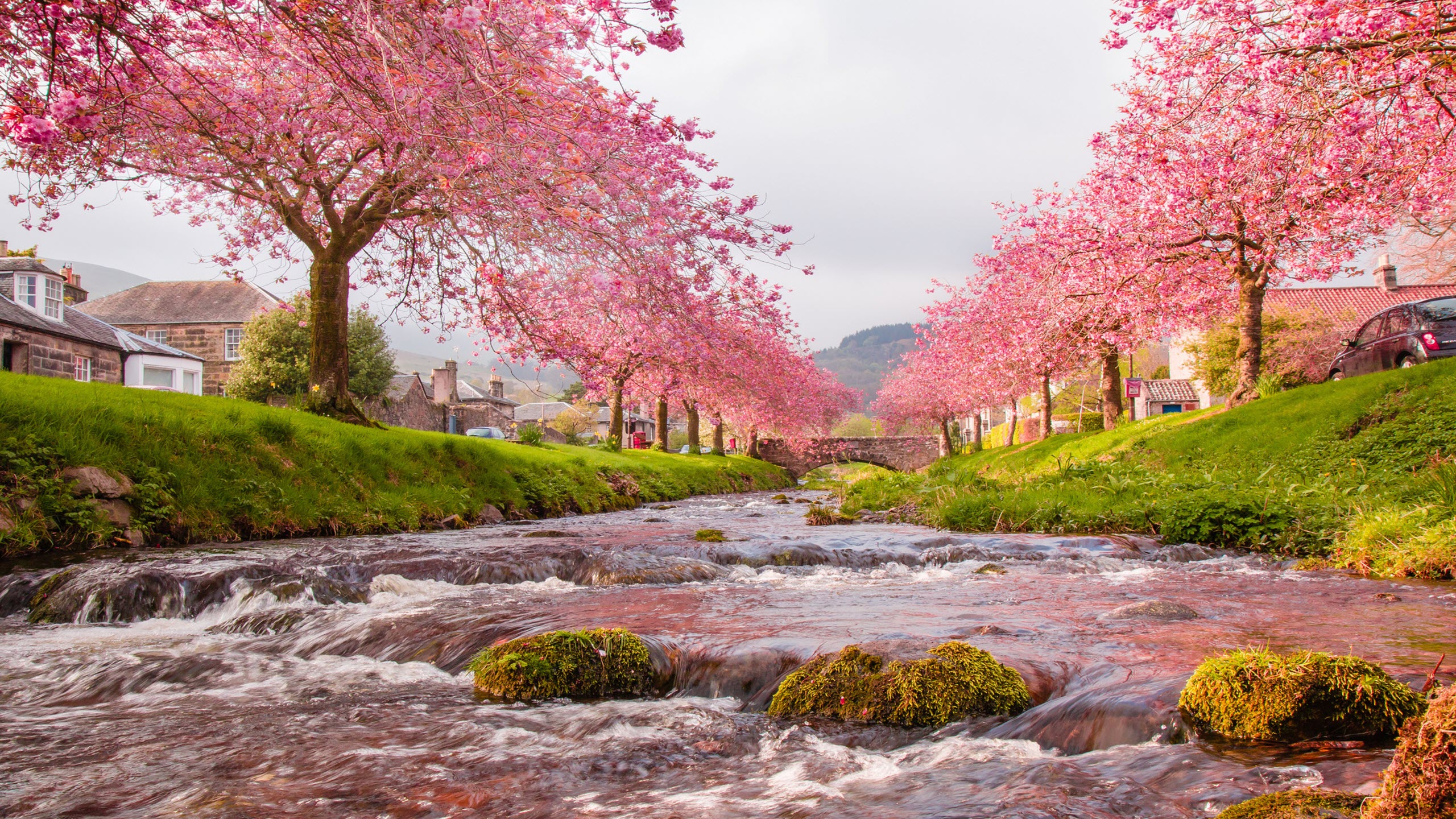 Hình nền  phong cảnh thiên nhiên cầu Hoa anh đào hoa Hồng Mùa xuân  Mùa thu thực vật 2560x1600  FuriouZ  259918  Hình nền đẹp hd  WallHere