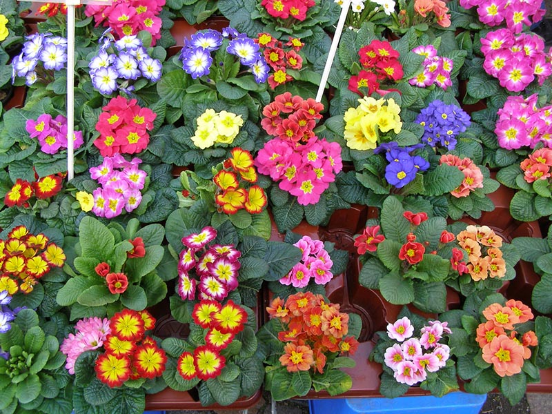 hoa anh thảo đa sắc