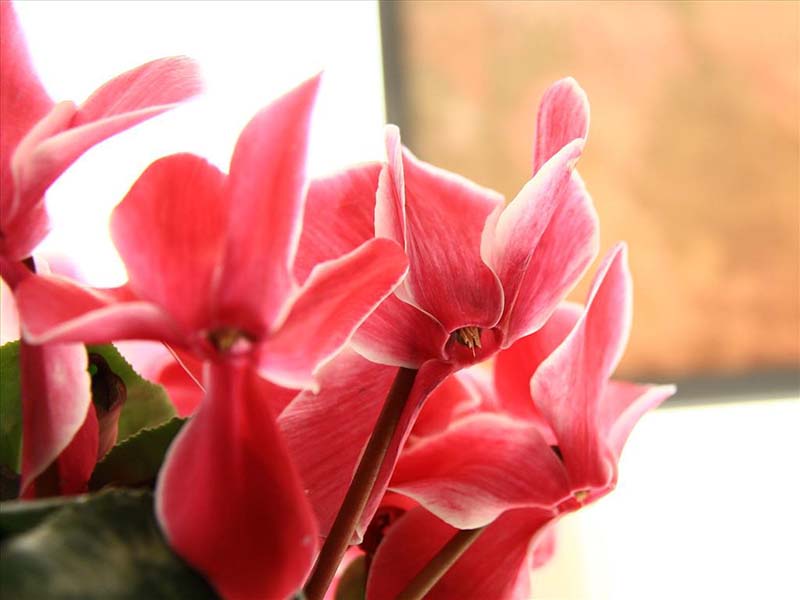 hoa anh thảo đẹp lung linh
