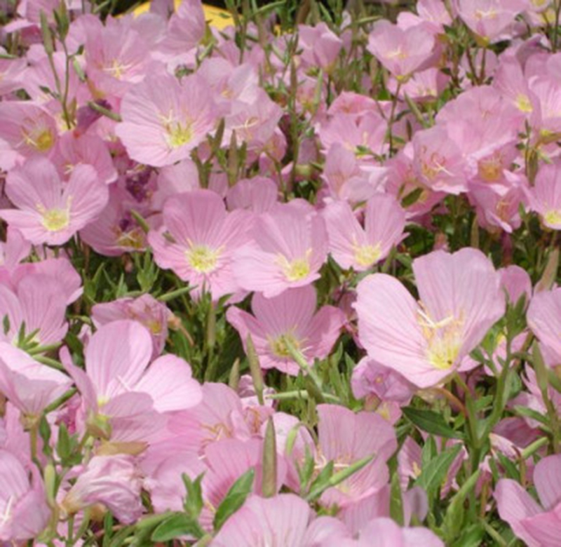 Энотера многолетняя розовая фото