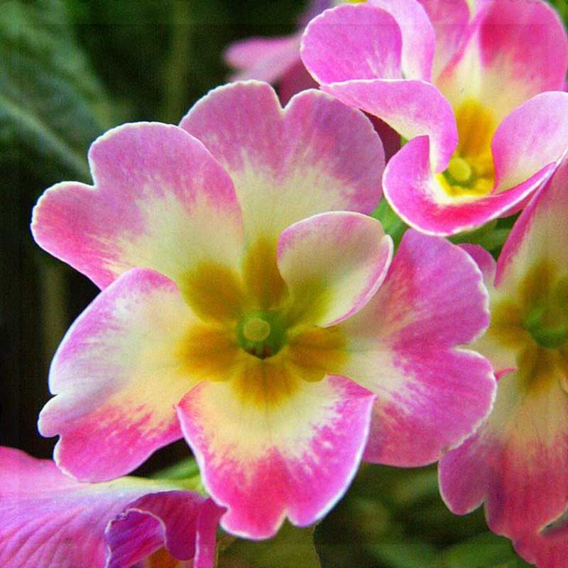 hoa anh thảo nhiều màu đẹp