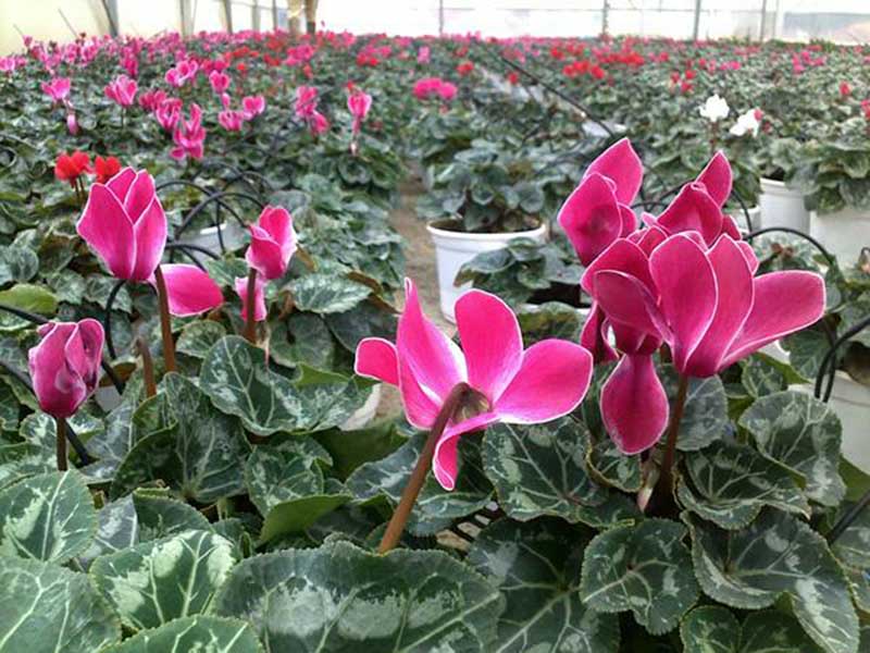 hoa anh thảo trong treo đẹp nhất