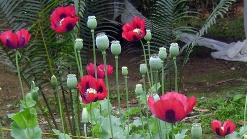 hoa anh túc đẹp mê hồn