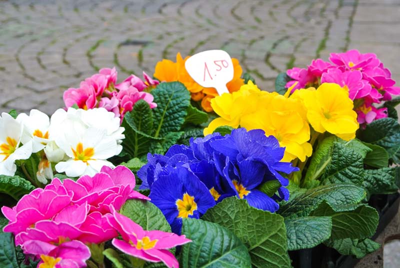 hoa anh túc đẹp tuyệt vời