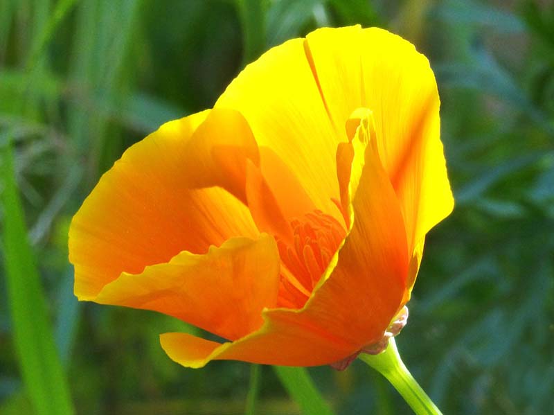 hoa anh túc ở california đẹp nhất