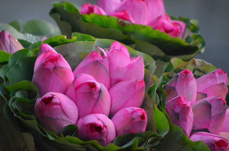 hoa sen ngày cưới đẹp cho cô dâu