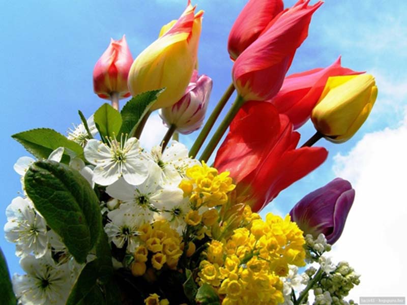 hoa tulip đẹp nhất
