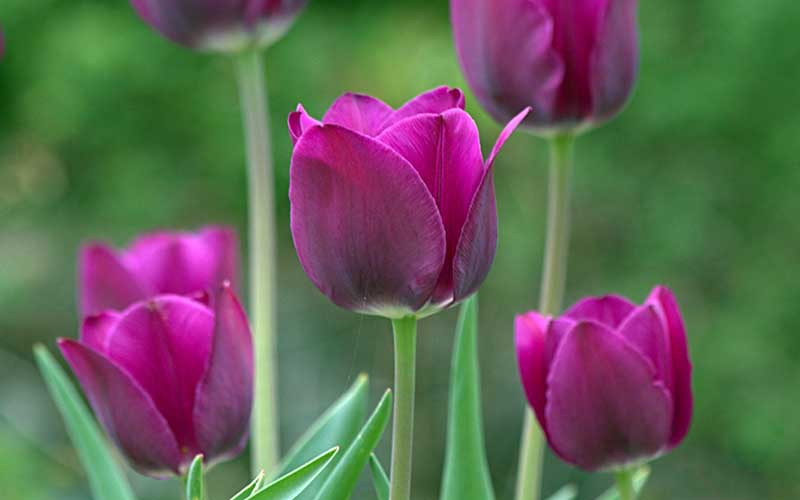 hoa tulip đẹp