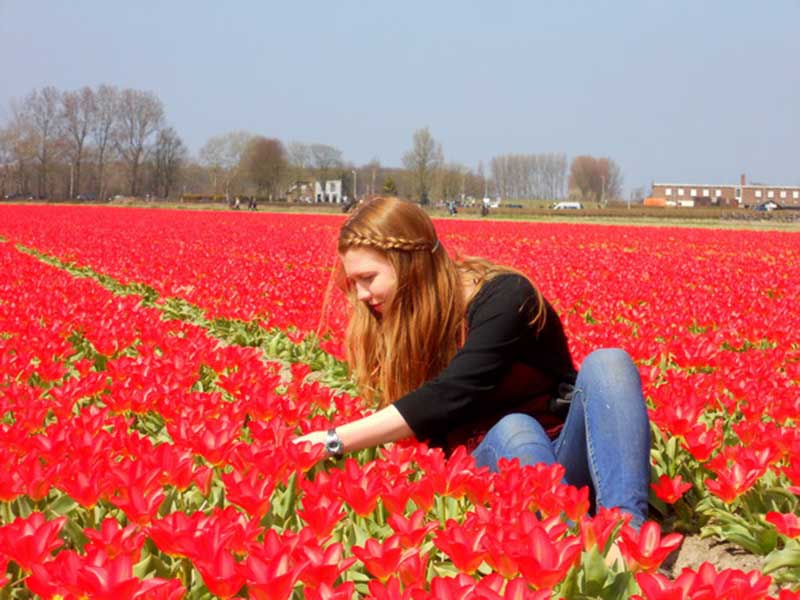 hoa tulip đỏ đẹp nhất