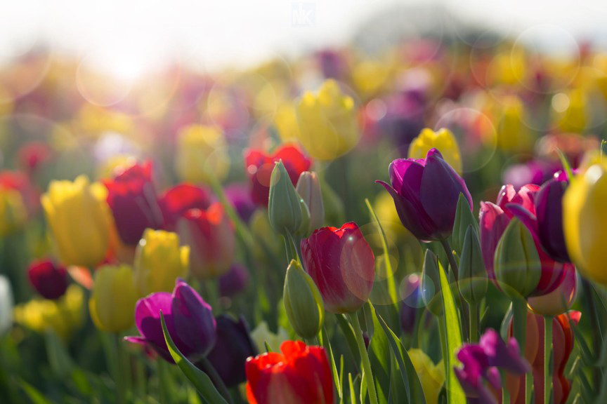 hoa tulip hình nền cho máy tính