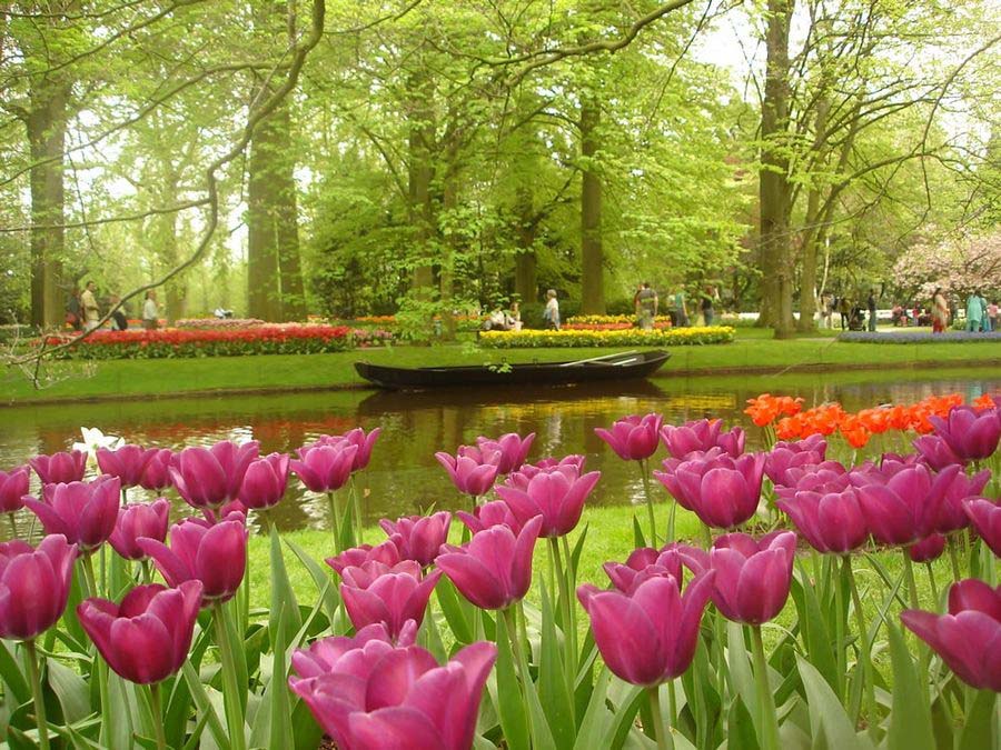 hoa tulip hồng rực rỡ và đẹp nhất