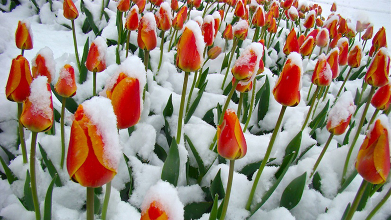 hoa tulip ngập tràn trong tuyết