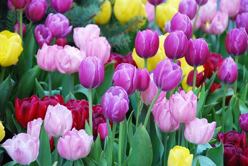 hoa tulip tím đẹp nhất