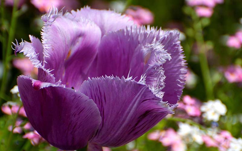 hoa tulip tím rực khoe sắc