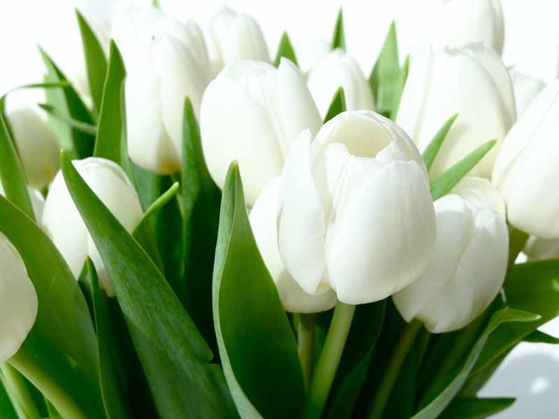 hoa tulip trắng đẹp nhất