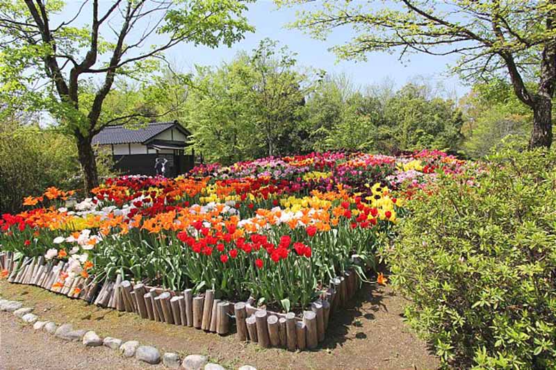 hội chợ hoa tulip