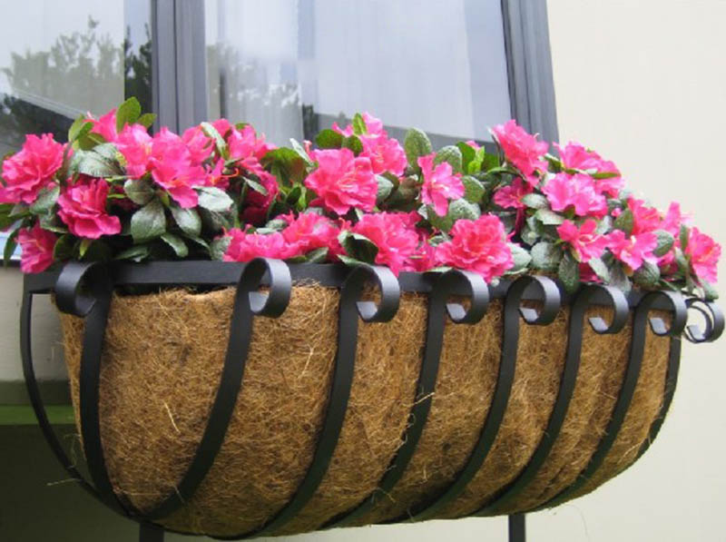 kỹ thuật trồng hoa anh thảo