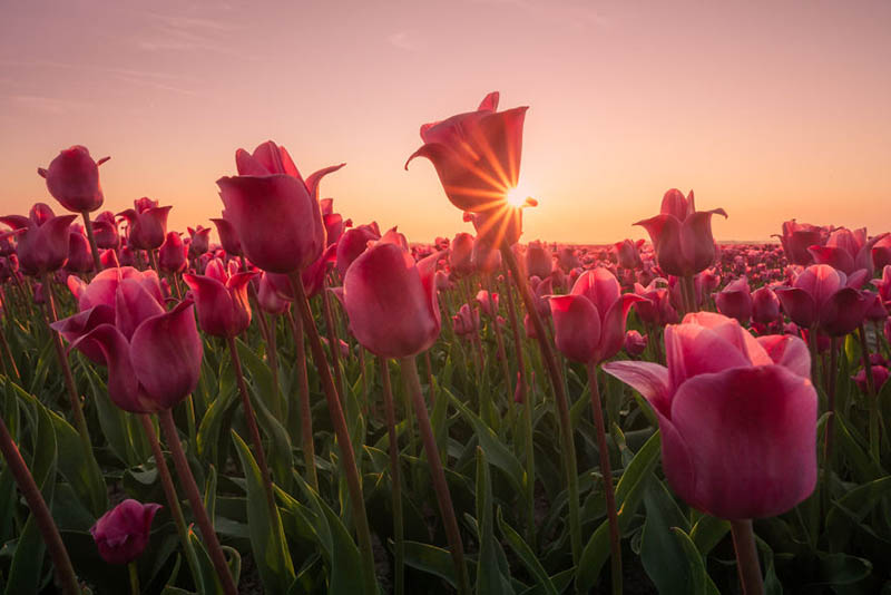 mãn nhãn với cánh đồng hoa tulip vào sáng sớm